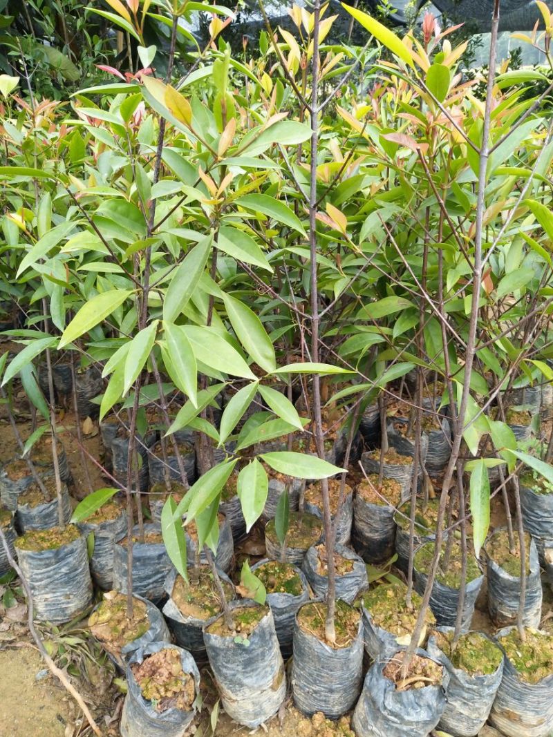 岭南山竹子苗