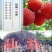 仙居杨梅4~5cm