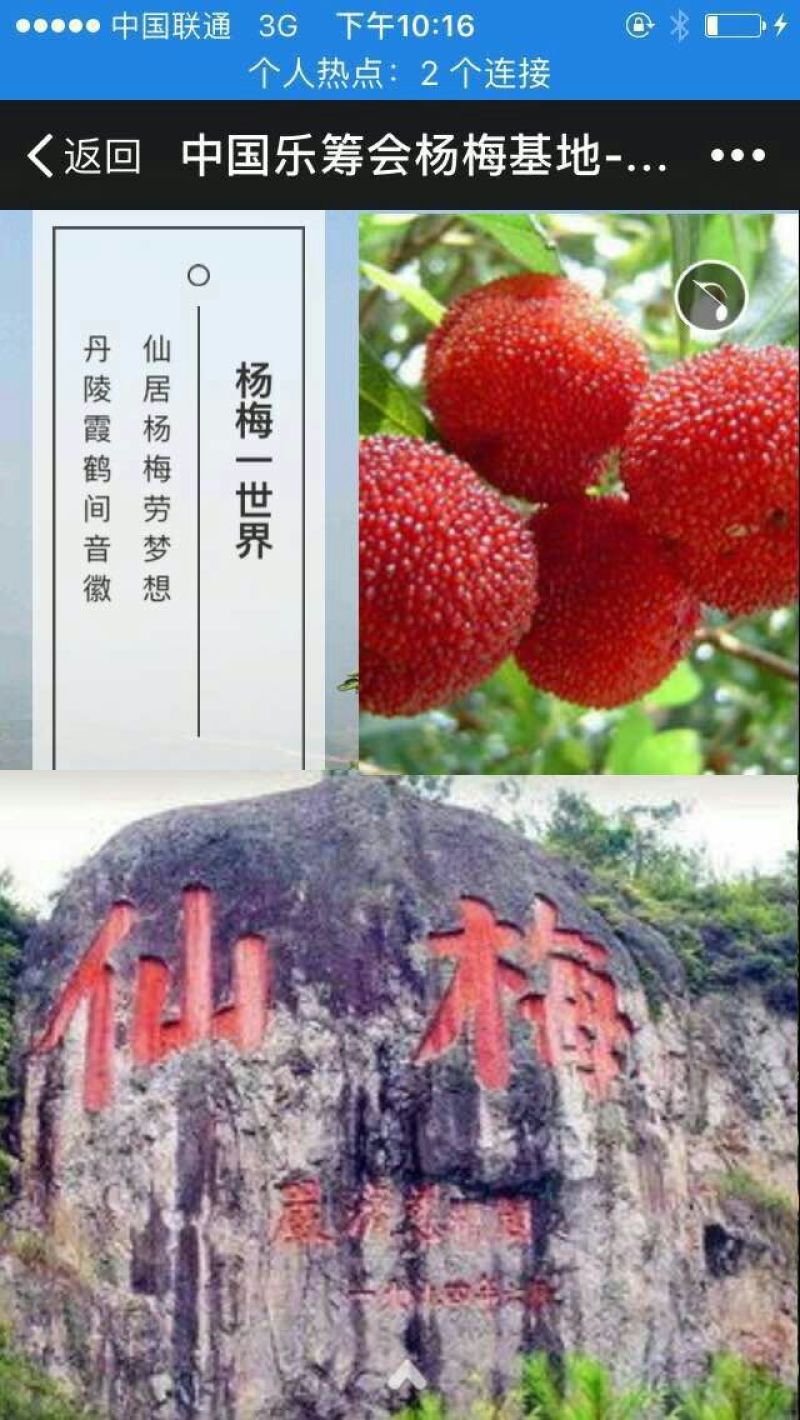 仙居杨梅4~5cm