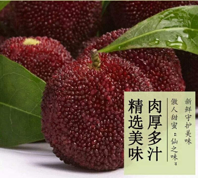 仙居杨梅4~5cm