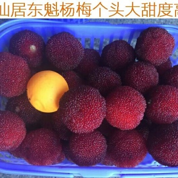 仙居杨梅4~5cm