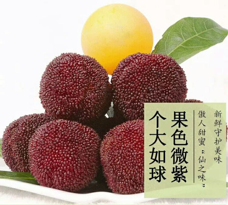 仙居杨梅4~5cm