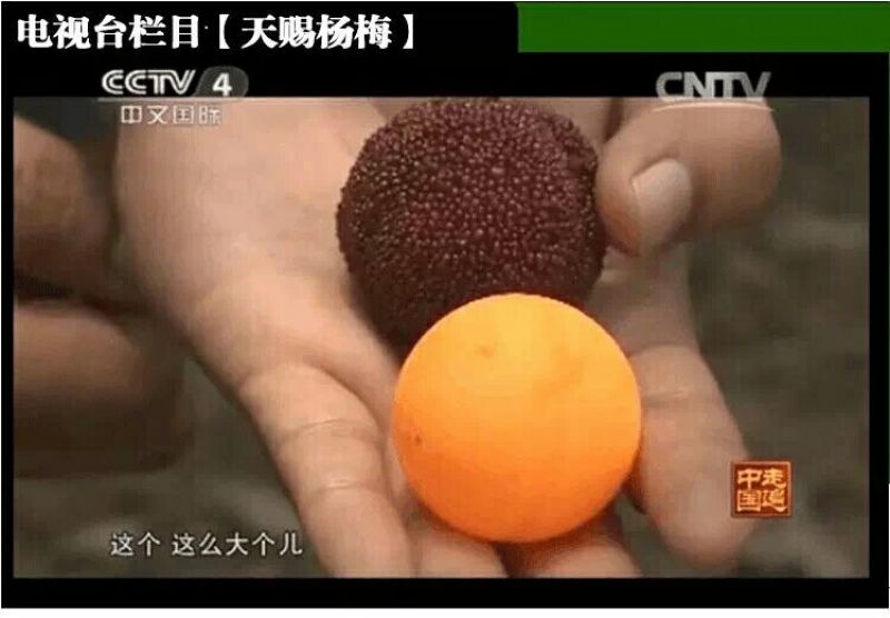 仙居杨梅4~5cm