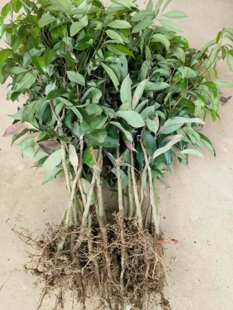 无核荔枝苗50~80cm