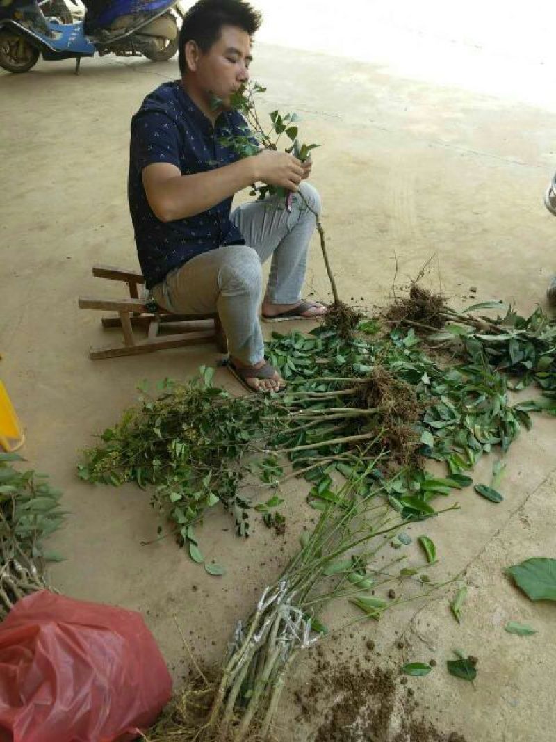 无核荔枝苗50~80cm