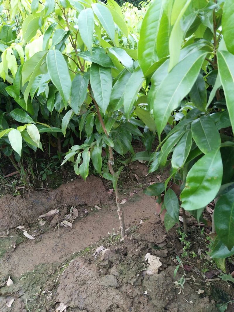 无核荔枝苗50~80cm
