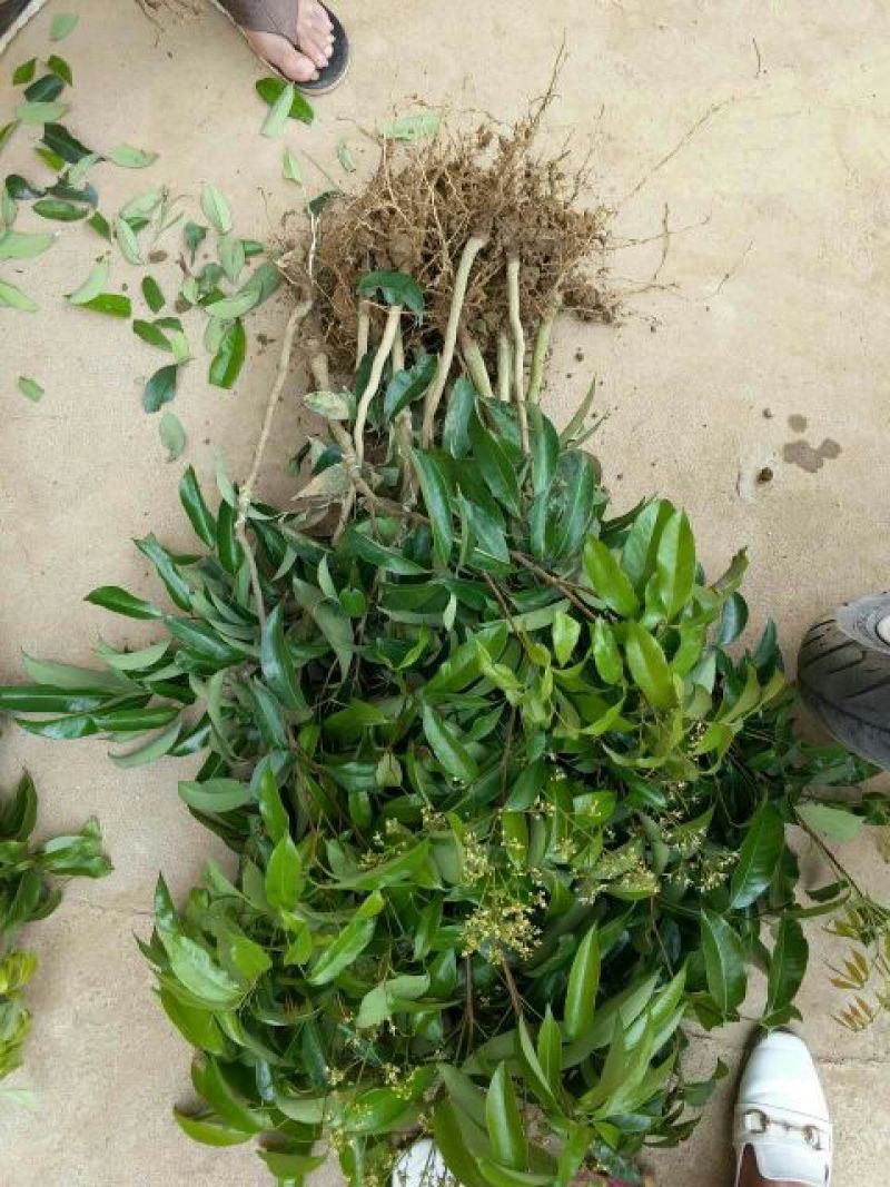 无核荔枝苗50~80cm
