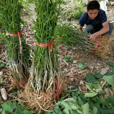 桑树苗50~60cm