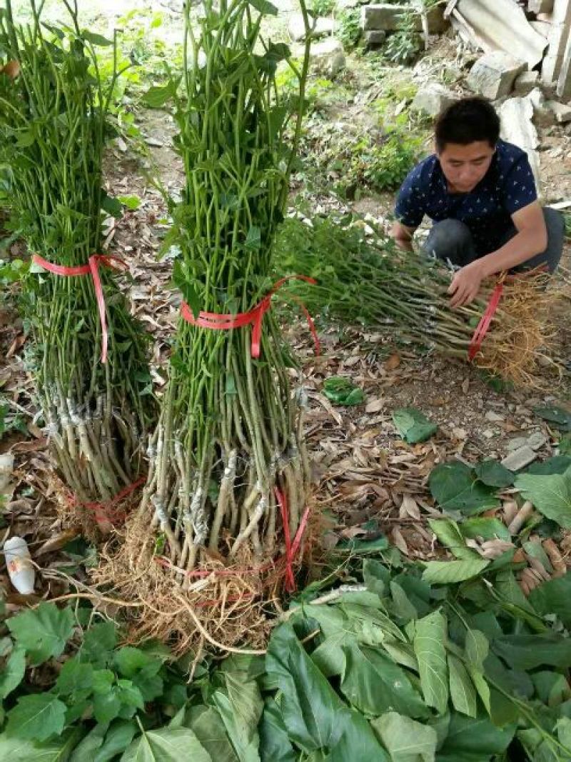 桑树苗50~60cm