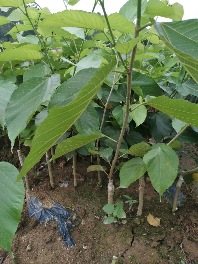 桑树苗50~60cm