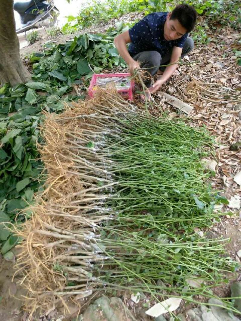 桑树苗50~60cm