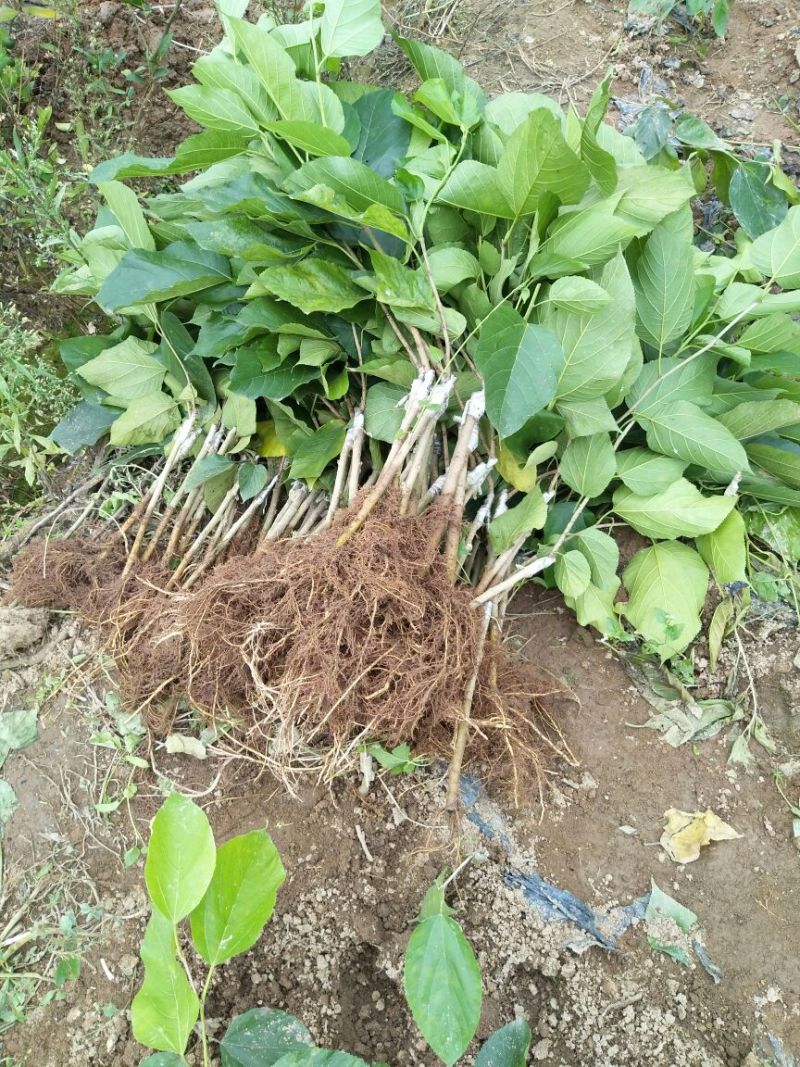 桑树苗50~60cm