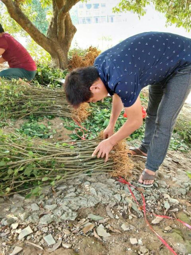 桑树苗50~60cm