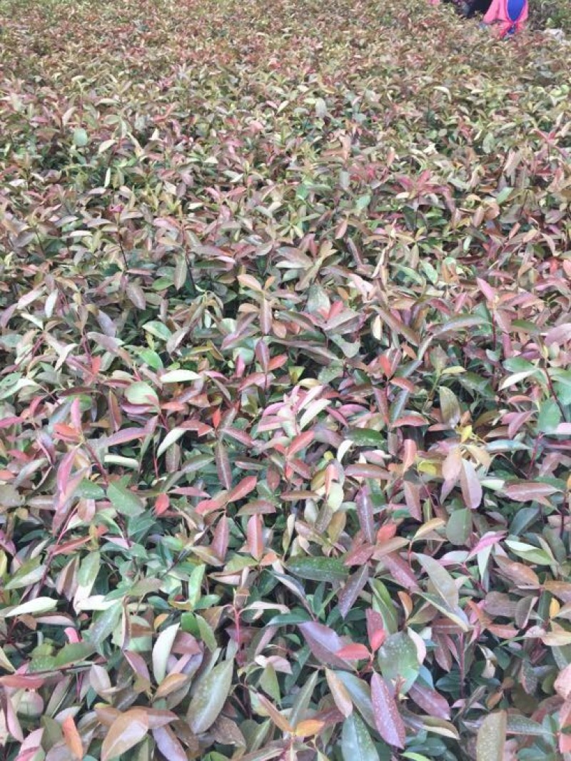 红叶石楠