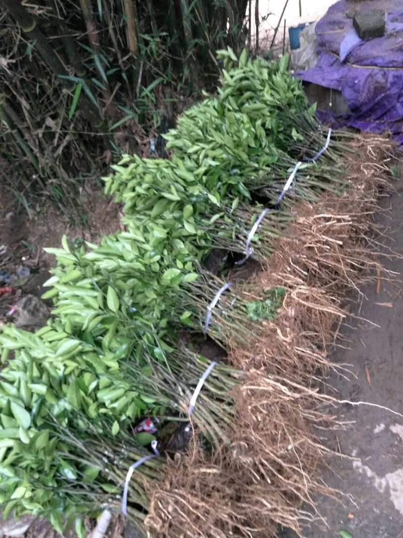 柑桔苗30~50cm苗圃直销包技术指导欢迎客商咨询