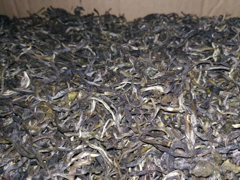 古树普洱茶晒青毛茶云南凤庆原产