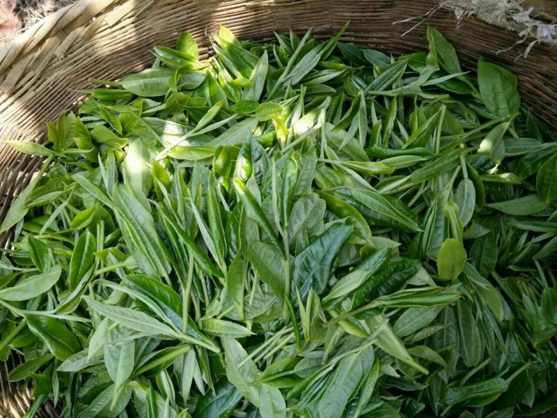古树普洱茶晒青毛茶云南凤庆原产