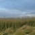 油菜籽1