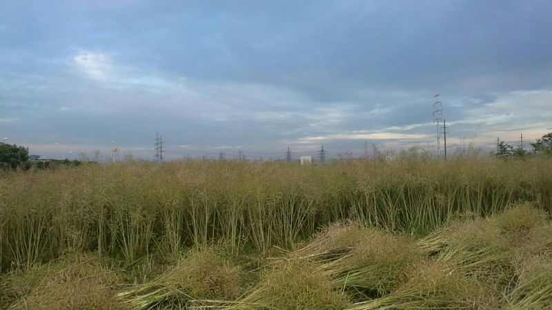 油菜籽1