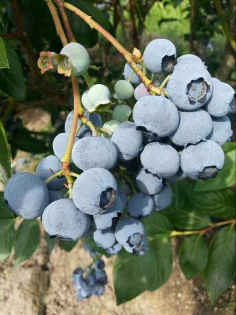 蓝莓
