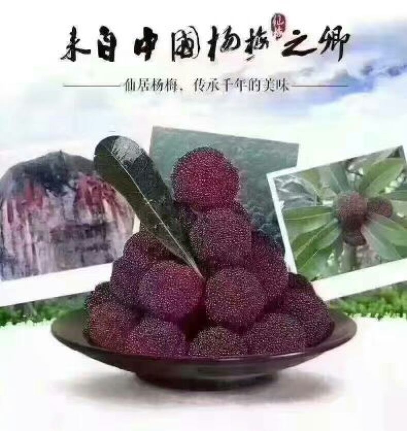 东魁杨梅4~5cm