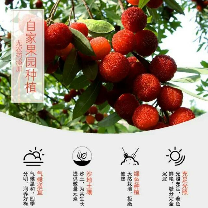 东魁杨梅4~5cm