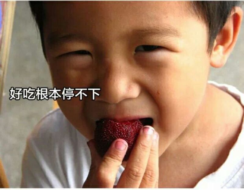东魁杨梅4~5cm