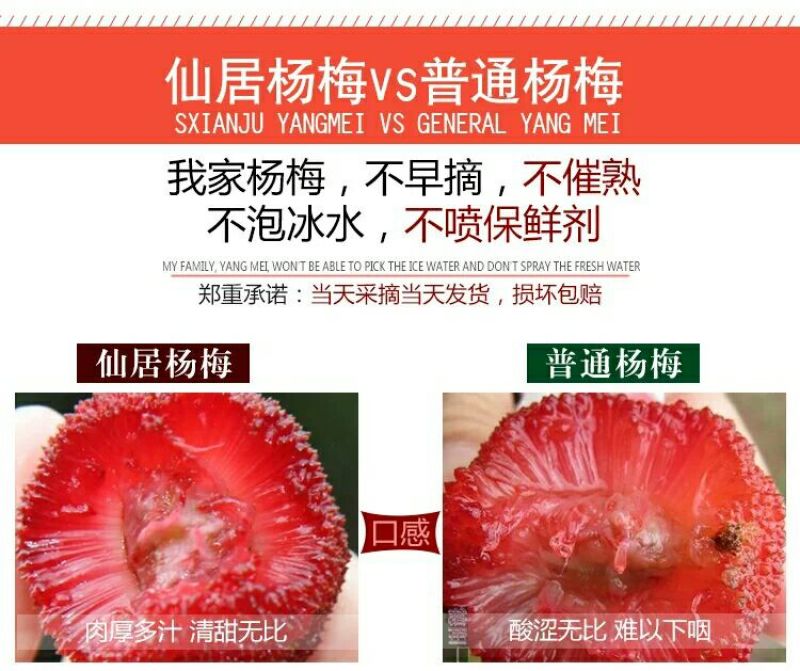 东魁杨梅4~5cm