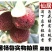 东魁杨梅5~6cm