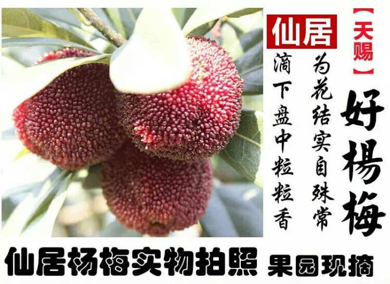 东魁杨梅5~6cm