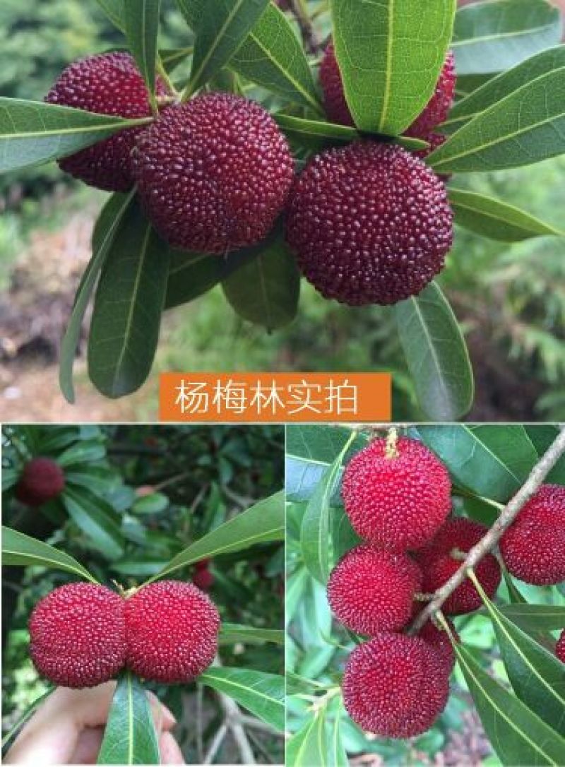 东魁杨梅5~6cm