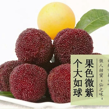东魁杨梅5~6cm