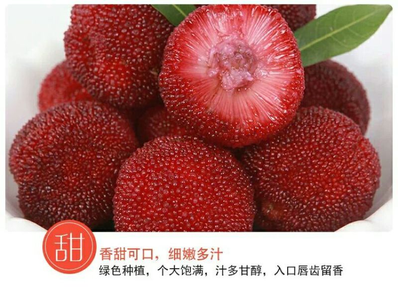东魁杨梅5~6cm