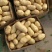荷兰十五土豆通货3两以上/产地新货/大量上市欢迎采购
