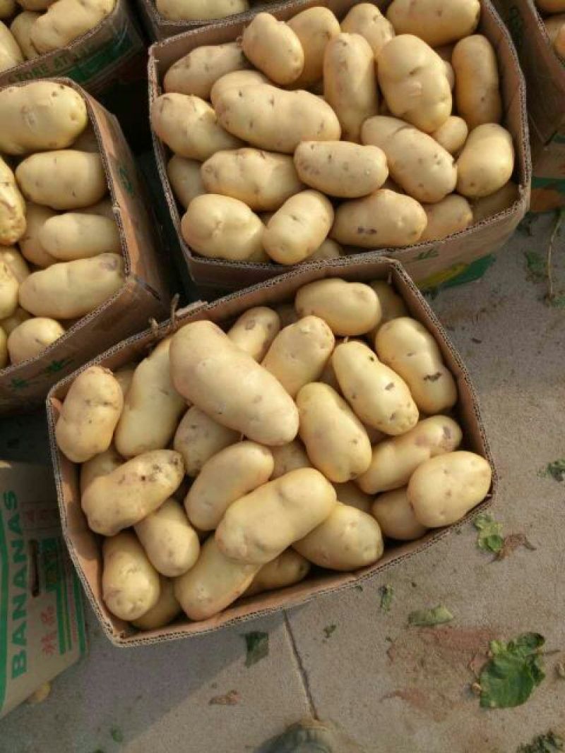 荷兰十五土豆通货3两以上/产地新货/大量上市欢迎采购