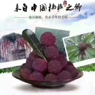 荸荠种4~5cm