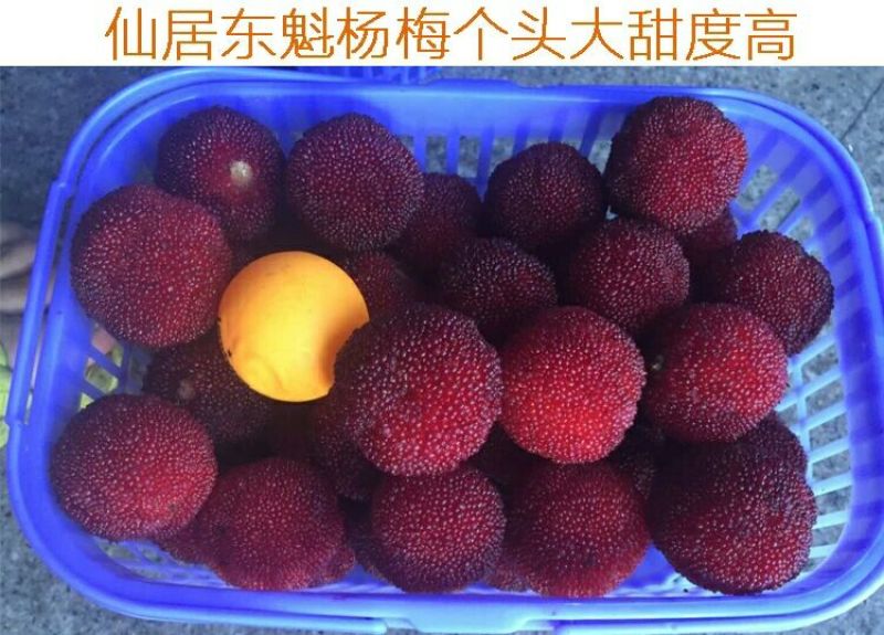 荸荠种4~5cm