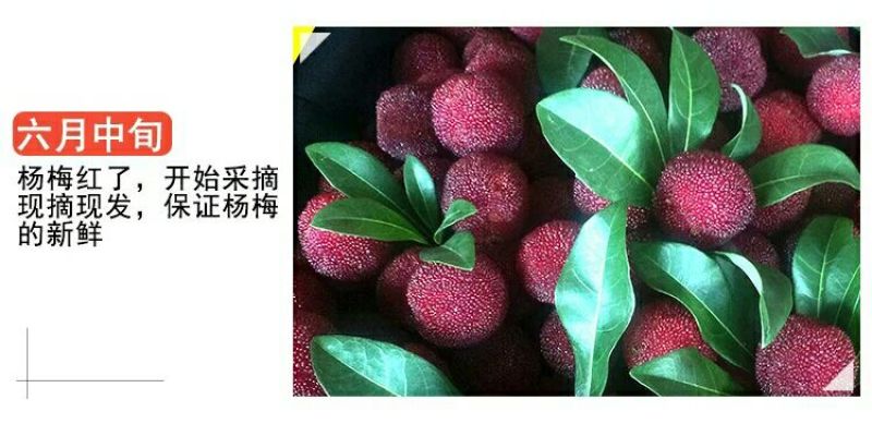 荸荠种4~5cm