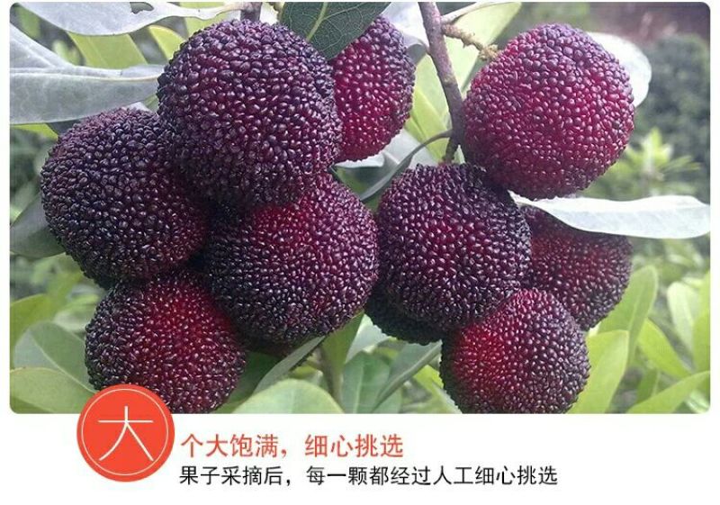 荸荠种4~5cm