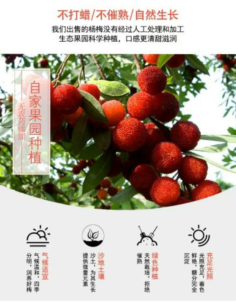荸荠种3~4cm