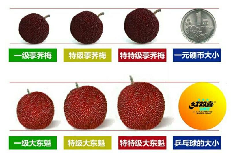 荸荠种4~5cm