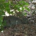 东魁杨梅2.5~3cm