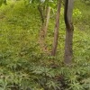 九寨沟县平地中药材种植专业合作社的一亩田店铺
