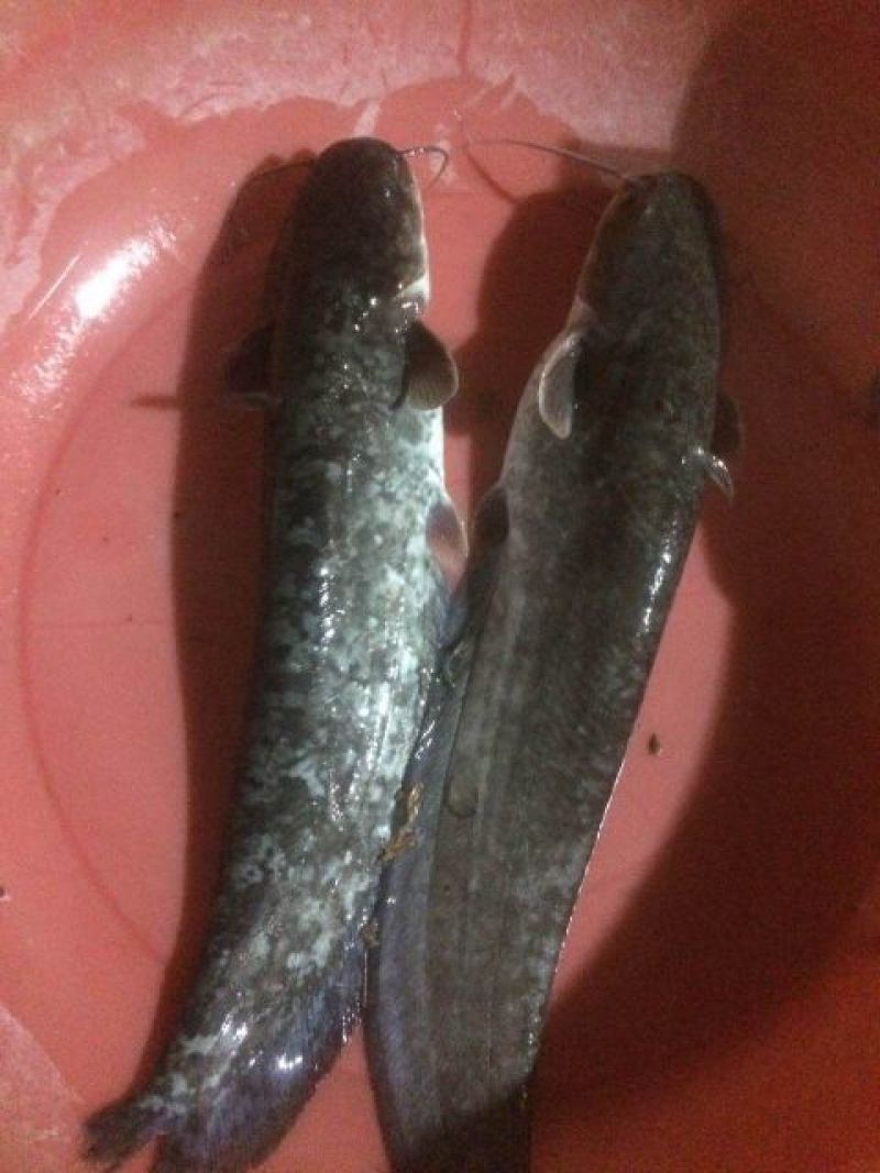 大口鲶食用