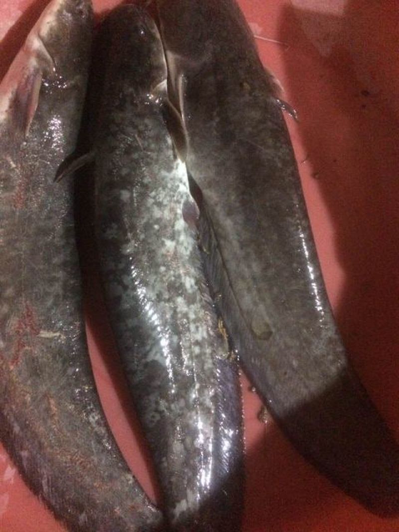 大口鲶食用
