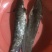 大口鲶食用