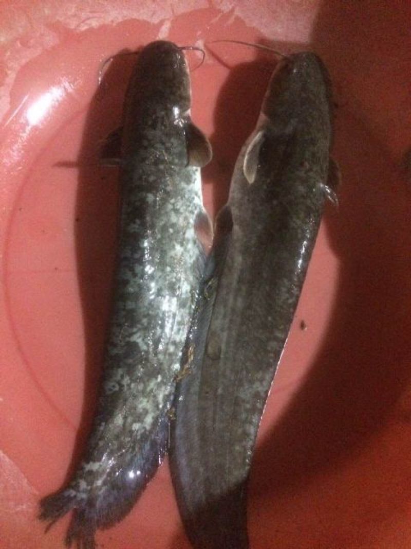 大口鲶食用