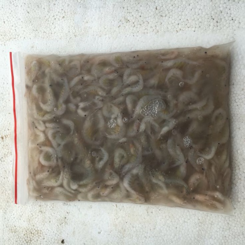 白米虾