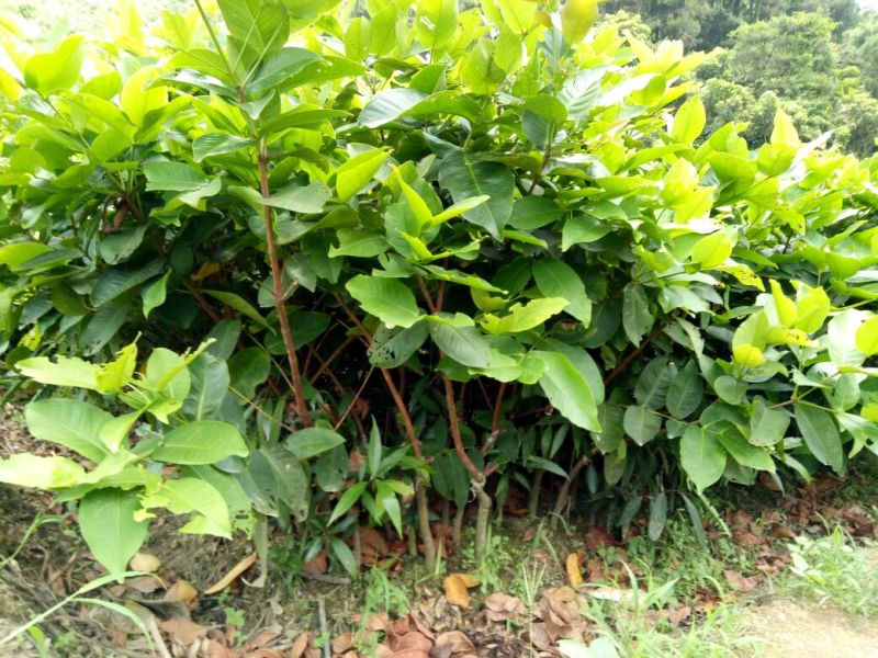 莲雾种苗黄金刚莲雾苗大叶红莲雾苗黑糖芭比莲雾苗
