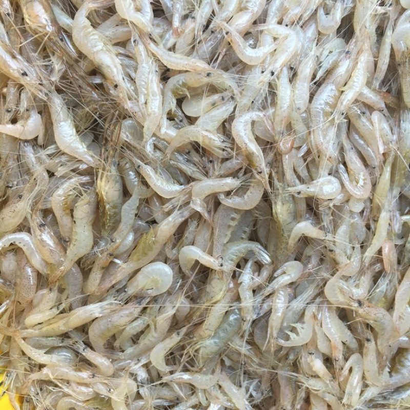 河虾冻虾26~30只/kg
